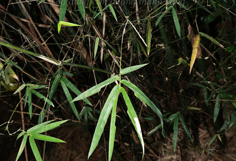Hóp nhỏ - Phú An (Bambusa muiabilis)